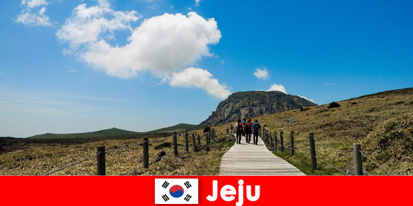 Туристы отправляются в поход по фантастическому природному ландшафту Чеджу, Южная Корея.