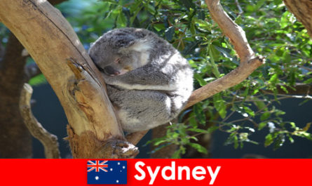 Направление Сидней Австралия в экзотическом зоопарке с ночным опытом