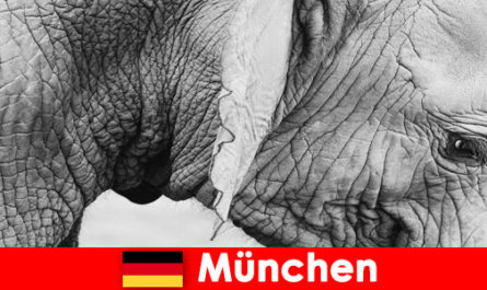 Специальная поездка для посетителей в самый оригинальный зоопарк Германии, Мюнхен.