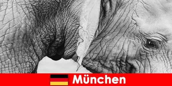 Специальная поездка для посетителей в самый оригинальный зоопарк Германии, Мюнхен.