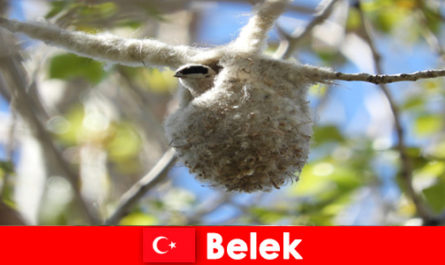 Природные туристы познают мир деревьев и птиц в Белеке, Турция