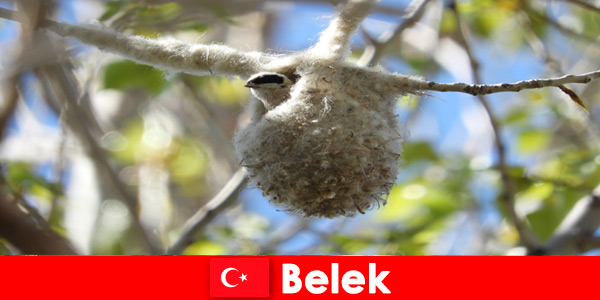 Природные туристы познают мир деревьев и птиц в Белеке, Турция