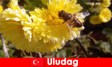 Откройте для себя красивую фауну и флору в Улудаге, Турция