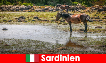 Познакомьтесь с дикими животными и природой вблизи, как незнакомец на Сардинии, Италия