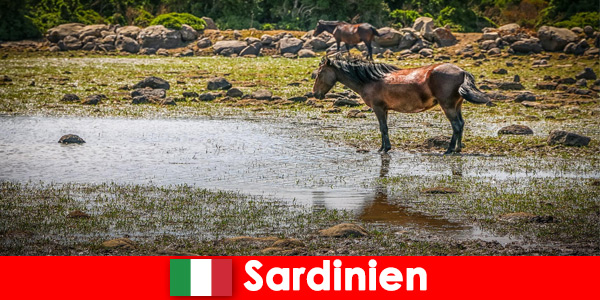 Познакомьтесь с дикими животными и природой вблизи, как незнакомец на Сардинии, Италия