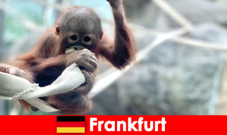 Семейная прогулка во Франкфурте во втором старейшем зоопарке Германии