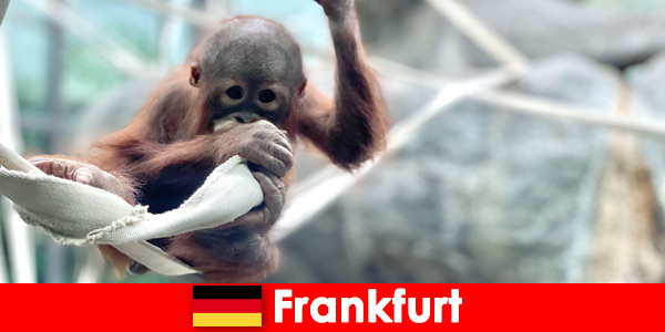 Семейная прогулка во Франкфурте во втором старейшем зоопарке Германии