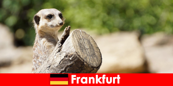 Биоразнообразие и множество программ для семей во Франкфуртском зоопарке в Германии